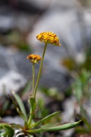 Bupleurum ranunculoides L.