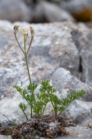 Athamanta cretensis L.