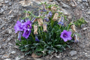 Campanula alpestris Allione