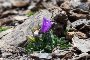 Campanula alpestris Allione