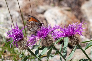 Centaurea uniflora Turra