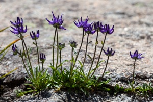 Phyteuma globulariifolium Sternb. & Hoppe