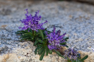 Phyteuma globulariifolium Sternb. & Hoppe