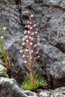 Saxifraga florulenta Moretti