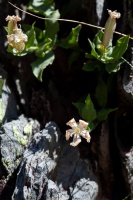 Silene cordifolia All.