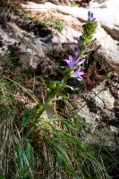 Campanula spicata L.