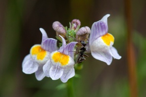 Linaria repens (L.) Mill.