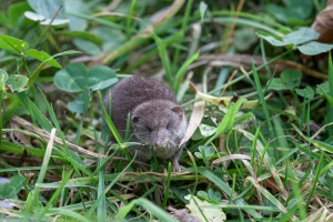 Crocidura russula (Musaraigne musette)