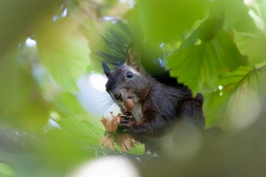 Sciurus vulgaris (Ecureuil roux)