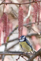 Cyanistes caeruleus