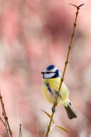 Cyanistes caeruleus