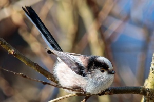 Aegithalos caudatus