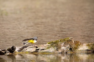 Motacilla cinerea