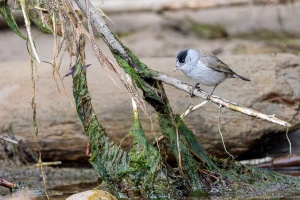 Sylvia atricapilla