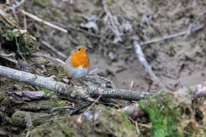 Erithacus rubecula