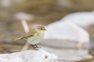 Phylloscopus collybita