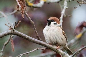 Passer montanus