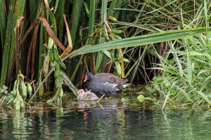 Gallinula chloropus