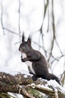 Sciurus vulgaris (Ecureuil roux)