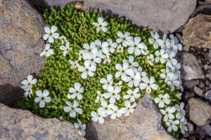 Androsace pubescens DC.