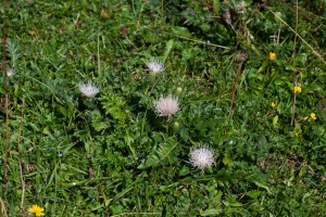 Cirsium acaule (L.) A.A.Weber ex Wigg.