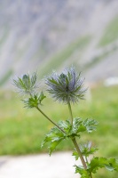 Eryngium alpinum L.