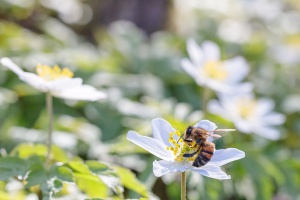 Anemone nemorosa L.