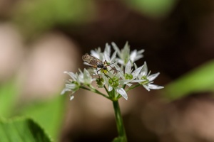 Allium ursinum L.