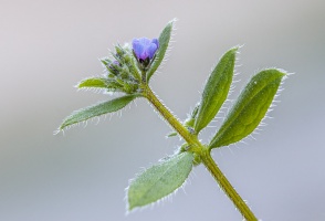 Asperugo procumbens L.