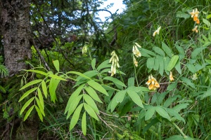 Lathyrus laevigatus subsp. occidentalis (Fisch. & C.A.Mey.) Brei