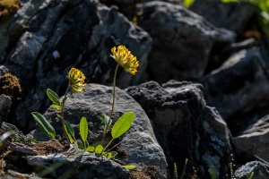 Anthyllis vulneraria L.