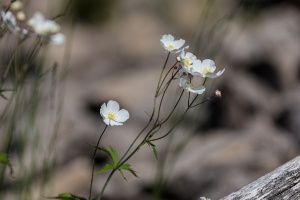 Ranunculus platanifolius L.