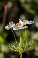 Anemone narcissiflora L.