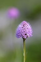 Traunsteinera globosa (L.) Rchb.