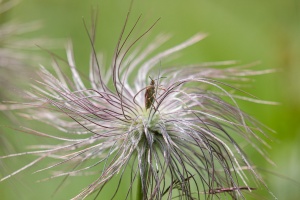 Anemone alpina L.