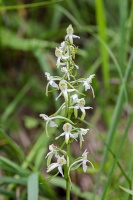 Platanthera chlorantha (Custer) Rchb.