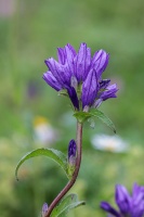 Campanula glomerata L.