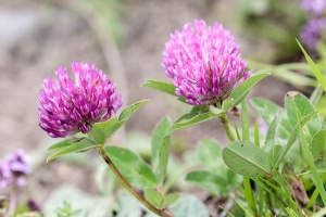 Trifolium medium L.