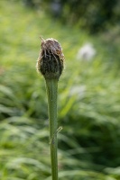 Hieracium bocconei Griseb.