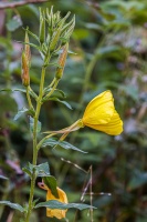 Oenothera biennis L.