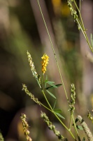 Melilotus officinalis (L.) Pall.