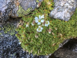 Cerastium uniflorum Clairv.