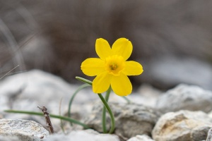 Narcissus assoanus Dufour ex Schult. & Schult.f.