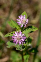 Trifolium resupinatum L.