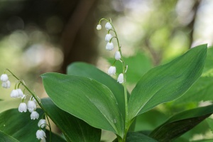 Convallaria majalis L.