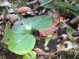 Asarum europaeum L.