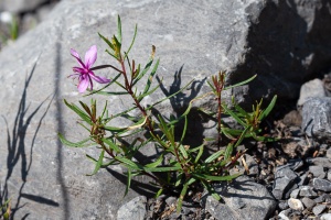 Epilobium fleischeri Hochst.