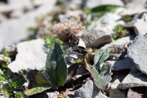 Saussurea alpina (L.) DC.