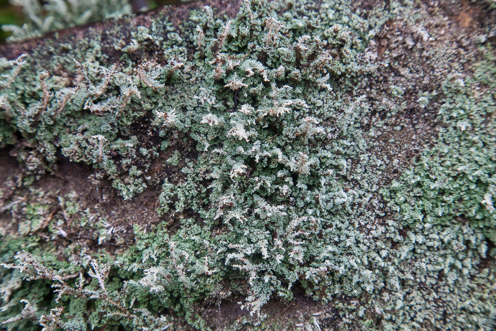 lichen-lichen-guadeloupe-2.jpg