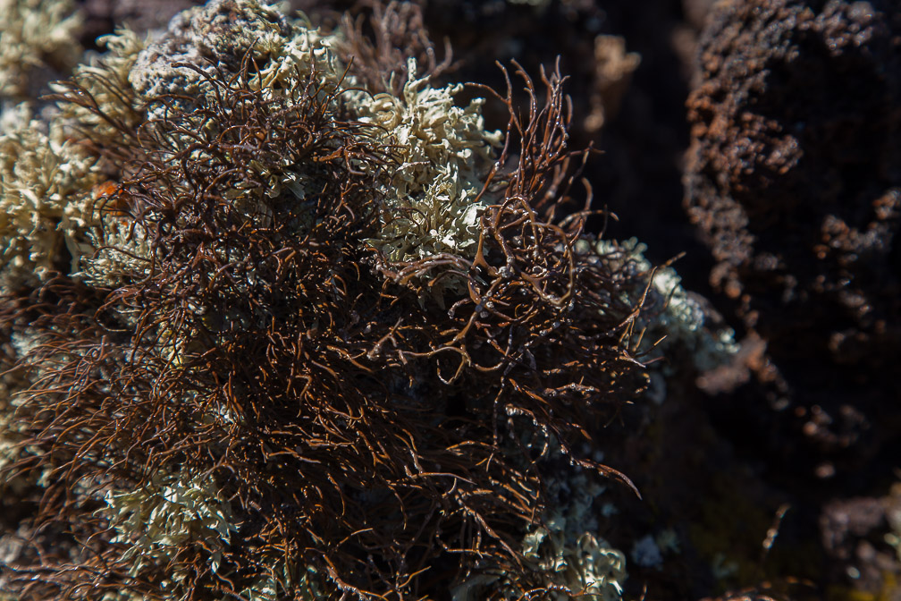 lichen-canaries-el-hierro.jpg